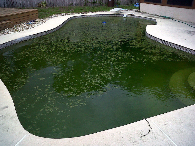 Why Is My Above Ground Pool Green?